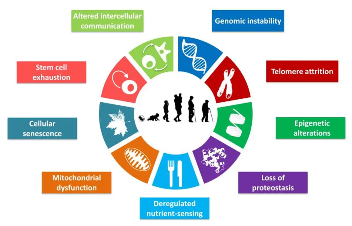 Causes of the development and progression of chronic diseases seen in clinical practice.